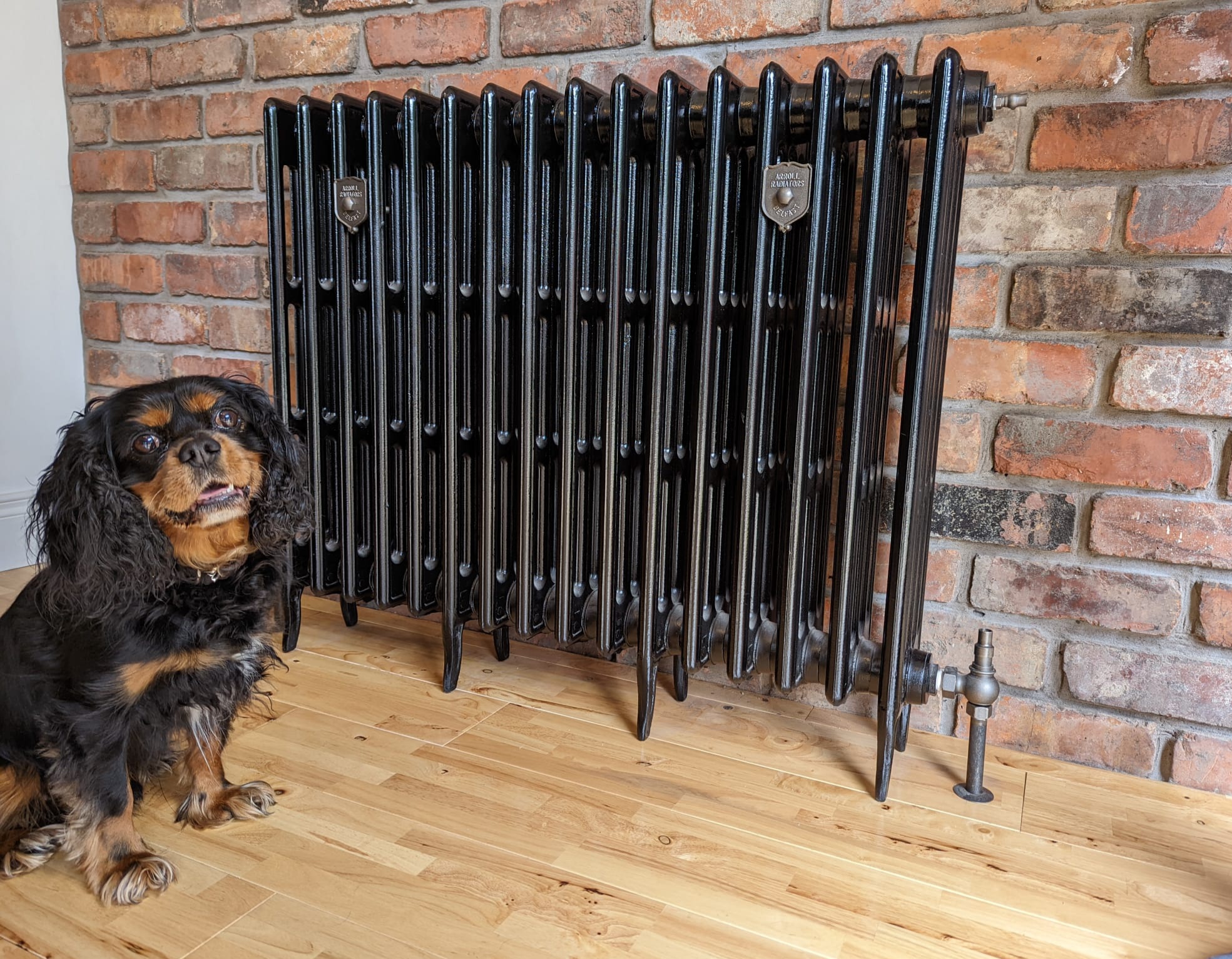 dog sitting in front of an Arroll cast iron radiator